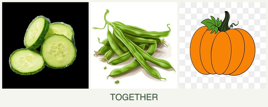 Can you plant cucumbers, beans and pumpkin together?