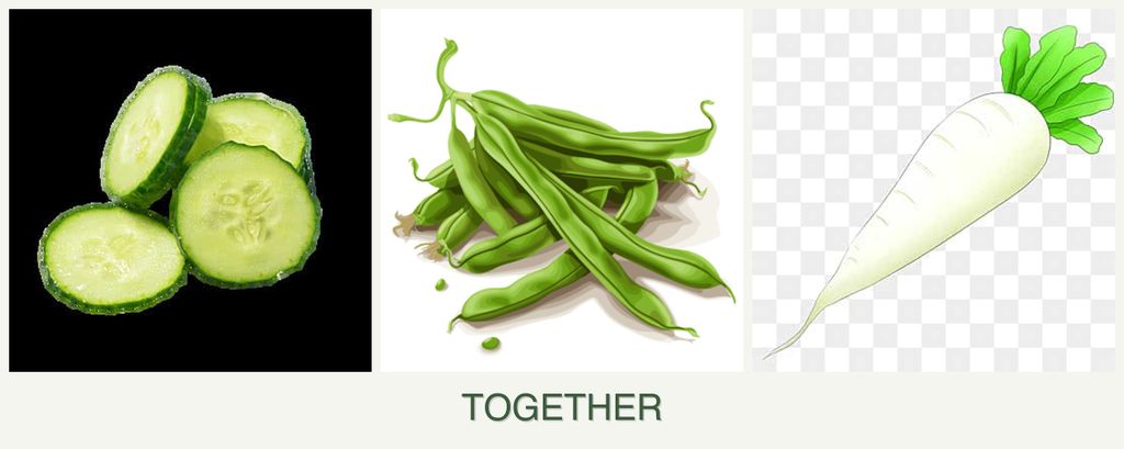 Can you plant cucumbers, beans and radishes together?