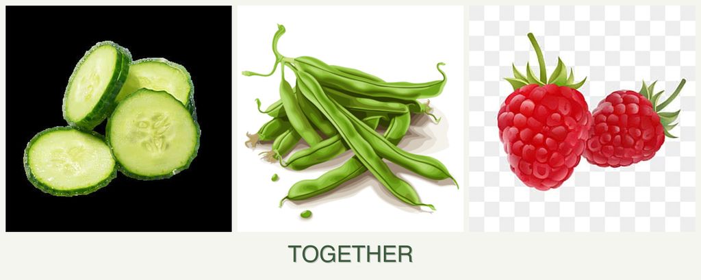 Can you plant cucumbers, beans and raspberries together?