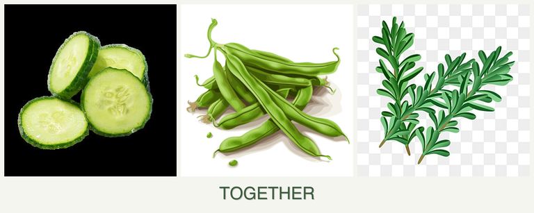 Can you plant cucumbers, beans and rosemary together?