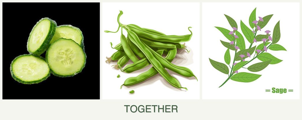 Can you plant cucumbers, beans and sage together?