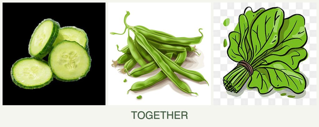 Can you plant cucumbers, beans and spinach together?
