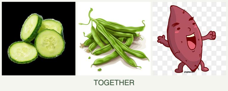 Can you plant cucumbers, beans and sweet potatoes together?