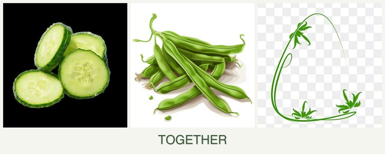 Can you plant cucumbers, beans and tarragon together?
