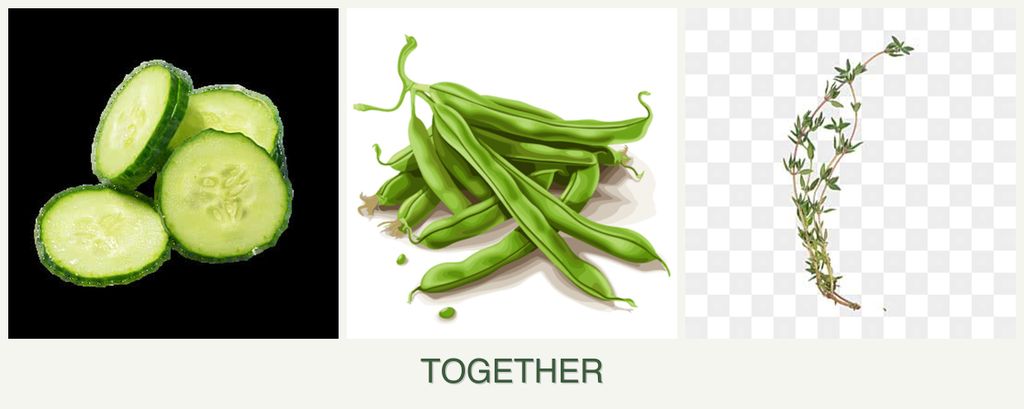 Can you plant cucumbers, beans and thyme together?