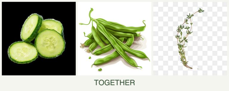 Can you plant cucumbers, beans and thyme together?