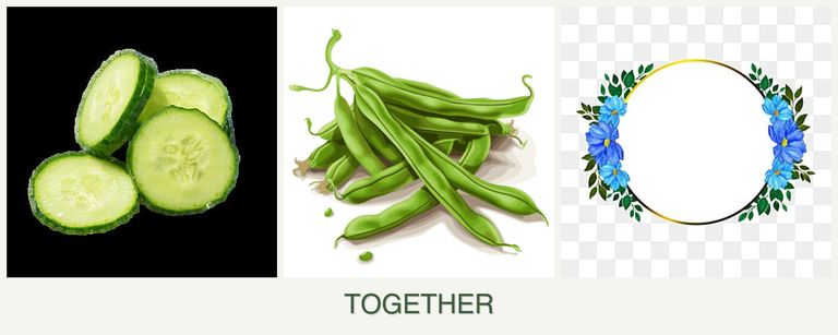 Can you plant cucumbers, beans and zinnias together?