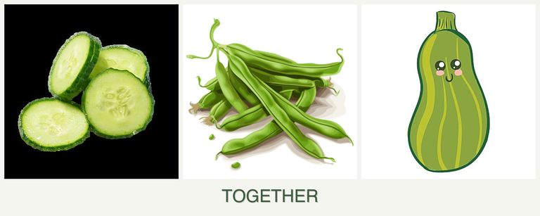 Can you plant cucumbers, beans and zucchini together?