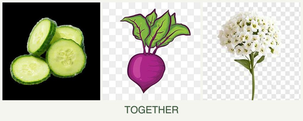 Can you plant cucumbers, beets and alyssum together?