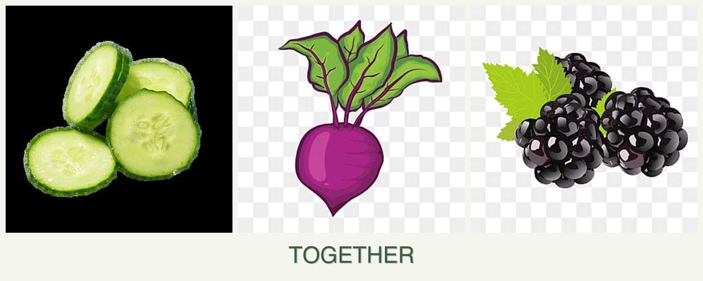 Can you plant cucumbers, beets and blackberries together?