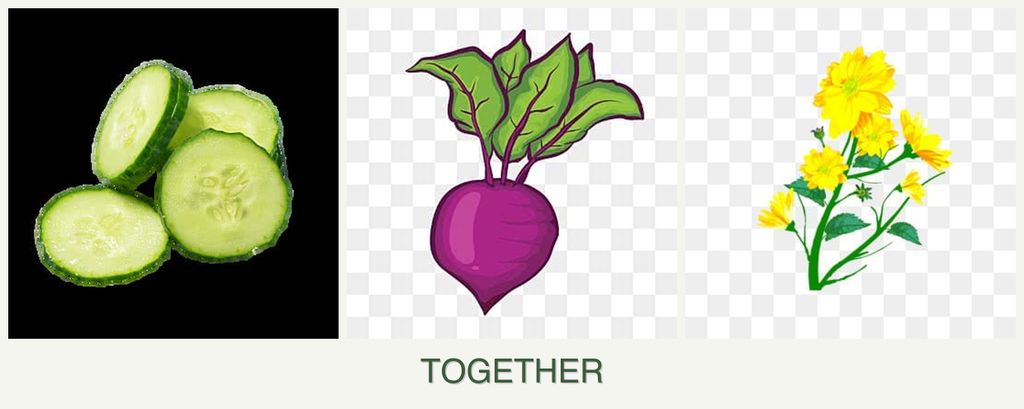 Can you plant cucumbers, beets and calendula together?