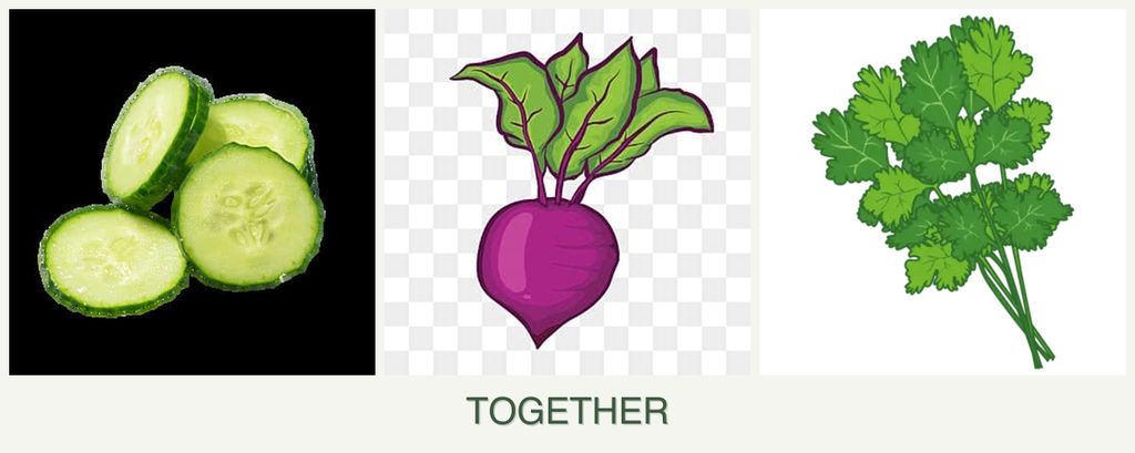 Can you plant cucumbers, beets and cilantro together?