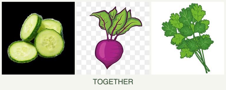 Can you plant cucumbers, beets and cilantro together?