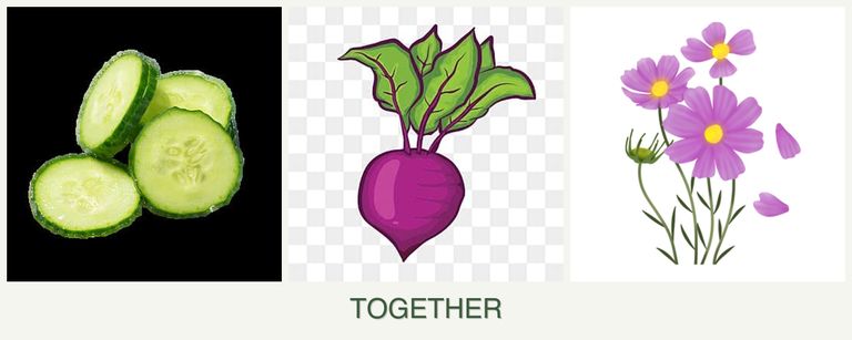 Can you plant cucumbers, beets and cosmos together?
