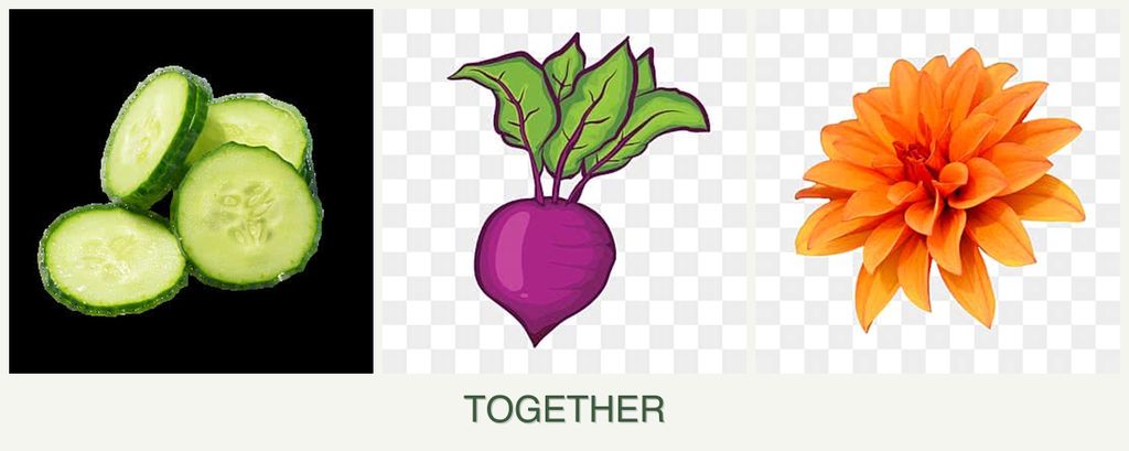 Can you plant cucumbers, beets and dahlias together?