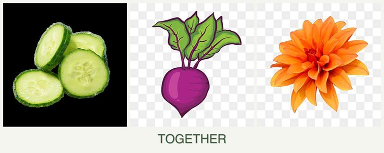 Can you plant cucumbers, beets and dahlias together?