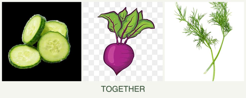 Can you plant cucumbers, beets and dill together?