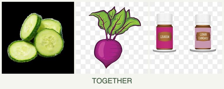 Can you plant cucumbers, beets and geraniums together?