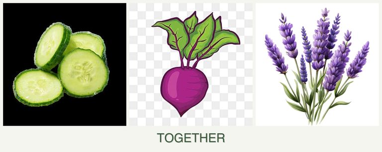 Can you plant cucumbers, beets and lavender together?