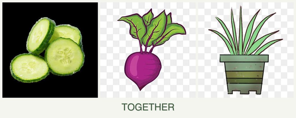 Can you plant cucumbers, beets and lemongrass together?