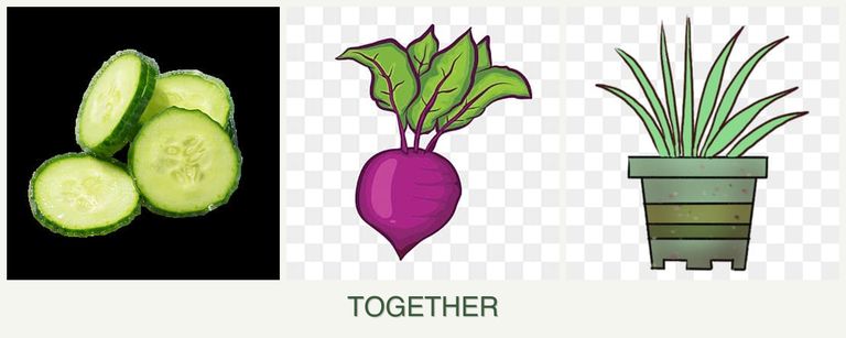 Can you plant cucumbers, beets and lemongrass together?