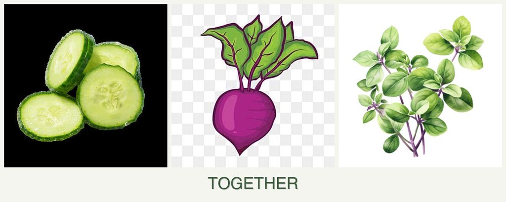 Can you plant cucumbers, beets and oregano together?