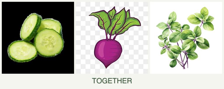 Can you plant cucumbers, beets and oregano together?