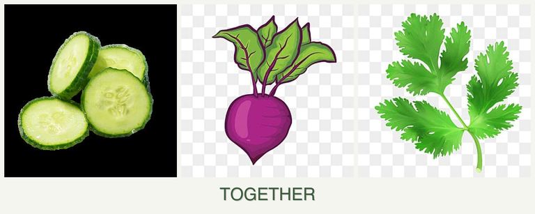 Can you plant cucumbers, beets and parsley together?