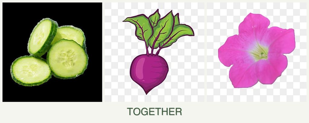 Can you plant cucumbers, beets and petunias together?