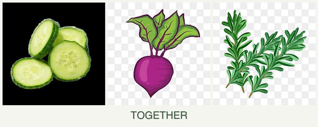 Can you plant cucumbers, beets and rosemary together?