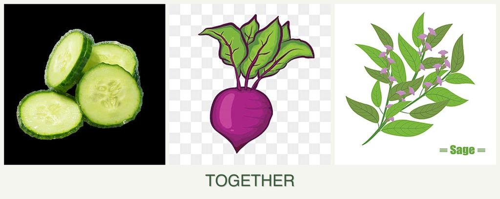 Can you plant cucumbers, beets and sage together?
