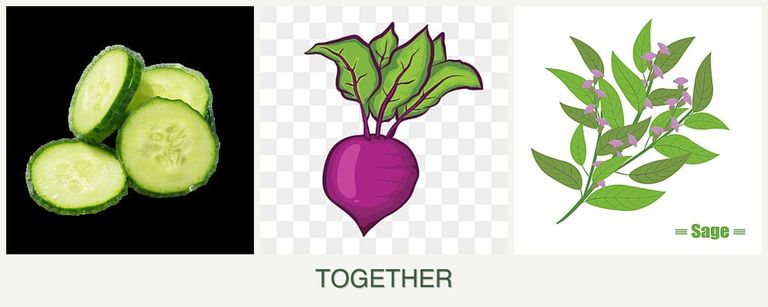 Can you plant cucumbers, beets and sage together?