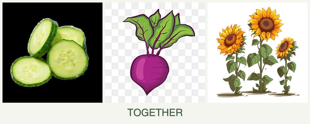 Can you plant cucumbers, beets and sunflowers together?