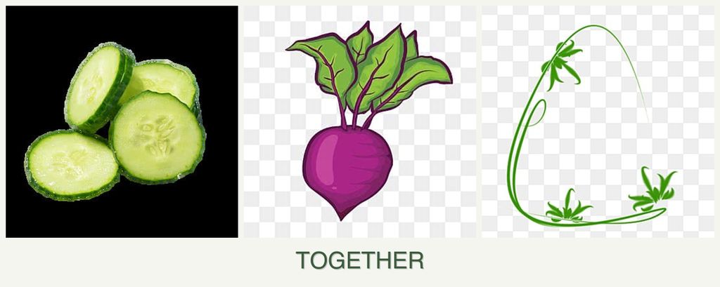 Can you plant cucumbers, beets and tarragon together?