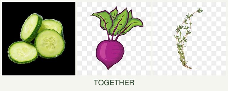 Can you plant cucumbers, beets and thyme together?