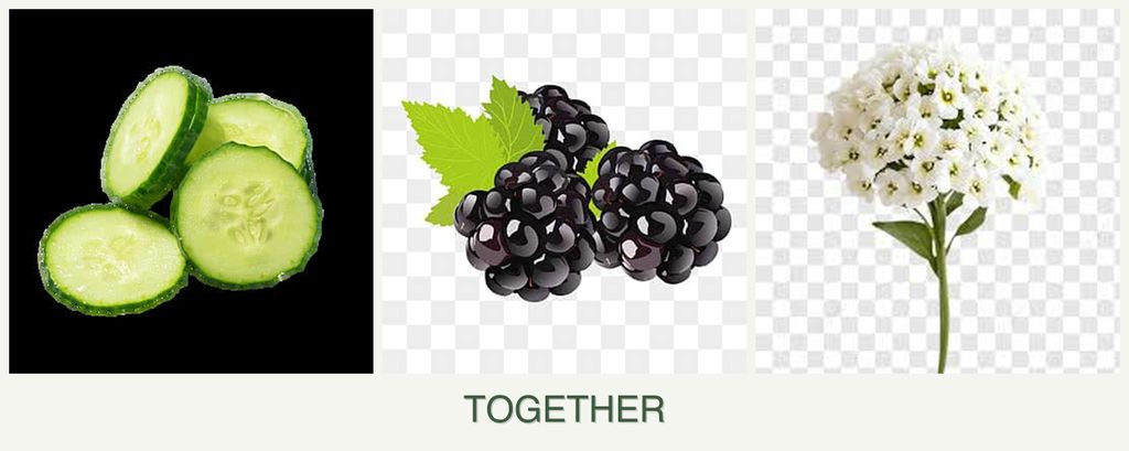Can you plant cucumbers, blackberries and alyssum together?
