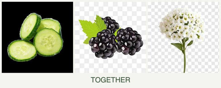 Can you plant cucumbers, blackberries and alyssum together?