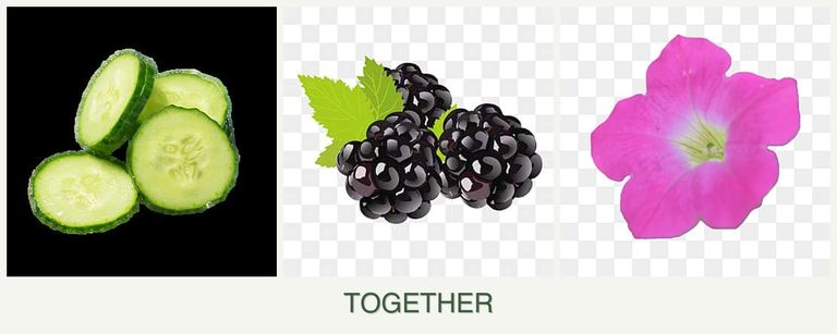 Can you plant cucumbers, blackberries and petunias together?