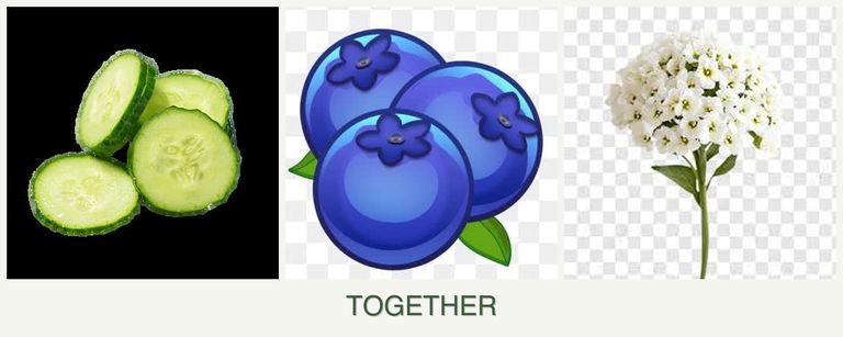 Can you plant cucumbers, blueberries and alyssum together?