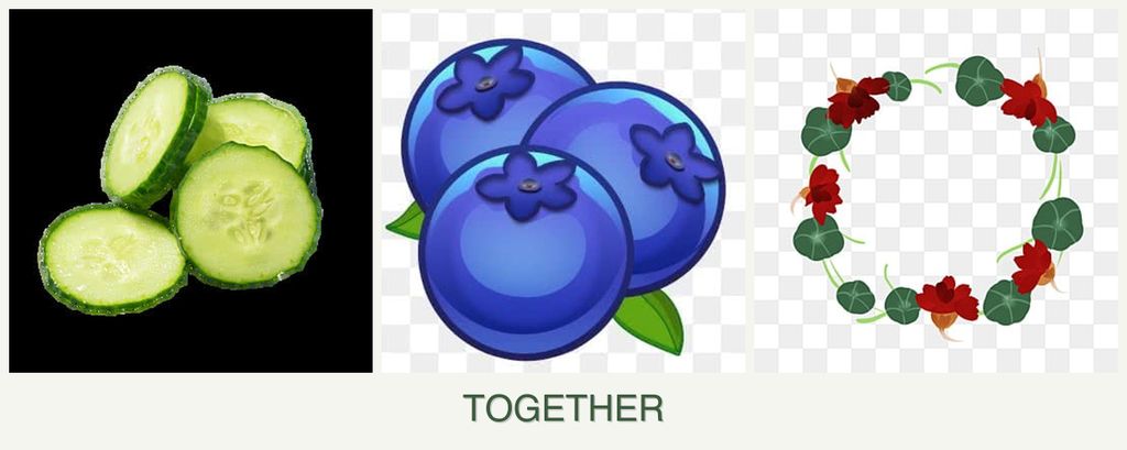 Can you plant cucumbers, blueberries and nasturtiums together?