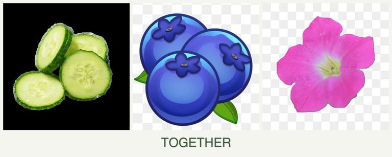 Can you plant cucumbers, blueberries and petunias together?