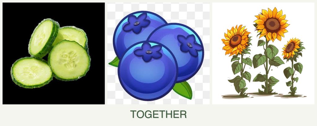 Can you plant cucumbers, blueberries and sunflowers together?