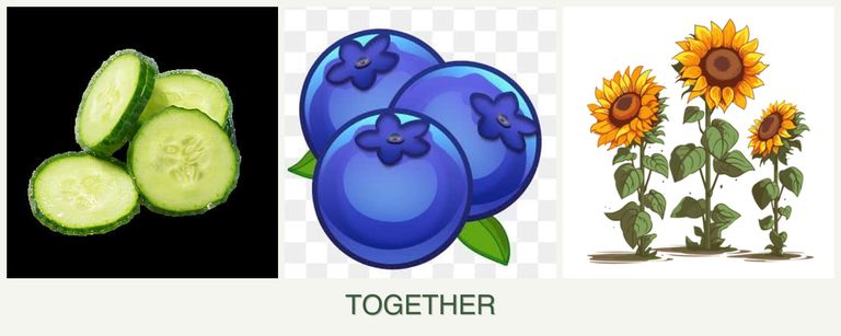 Can you plant cucumbers, blueberries and sunflowers together?