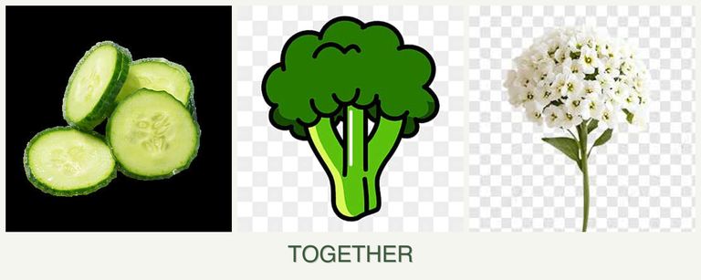 Can you plant cucumbers, broccoli and alyssum together?