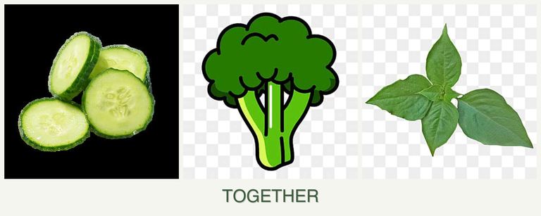 Can you plant cucumbers, broccoli and basil together?