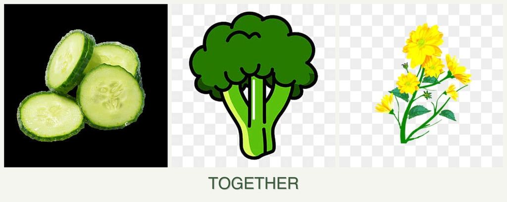 Can you plant cucumbers, broccoli and calendula together?