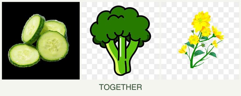 Can you plant cucumbers, broccoli and calendula together?