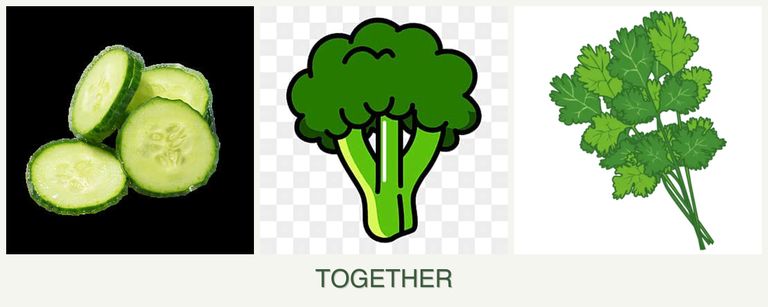 Can you plant cucumbers, broccoli and cilantro together?