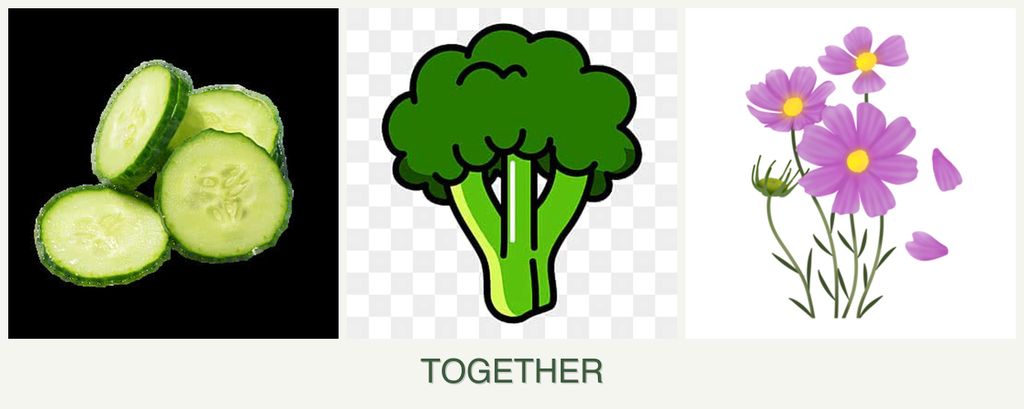 Can you plant cucumbers, broccoli and cosmos together?
