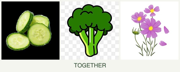 Can you plant cucumbers, broccoli and cosmos together?